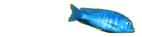 Reef Fish - Adapted from photo by Roma Rishkin